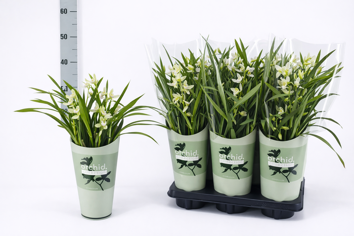 <h4>CYMB OVERIG</h4>