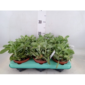 Senecio crassissimus