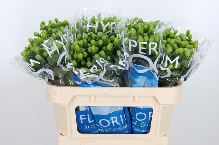 <h4>Hyp Coco Bamboo</h4>