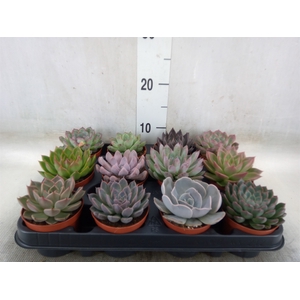 Echeveria   ...mix
