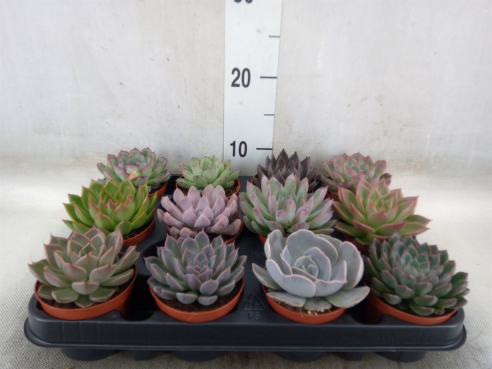 <h4>Echeveria   ...mix</h4>