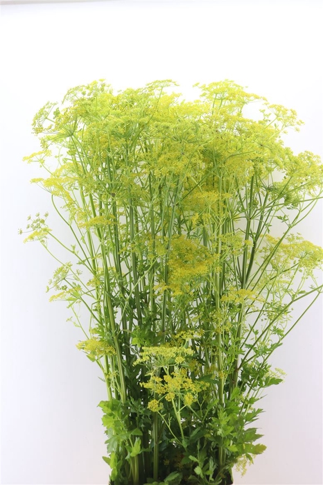 <h4>Angelica Gigas Yellow 160cm Extra</h4>