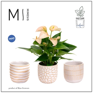 Mimesis Anthurium KARMA Joli Peach - Sundance mix