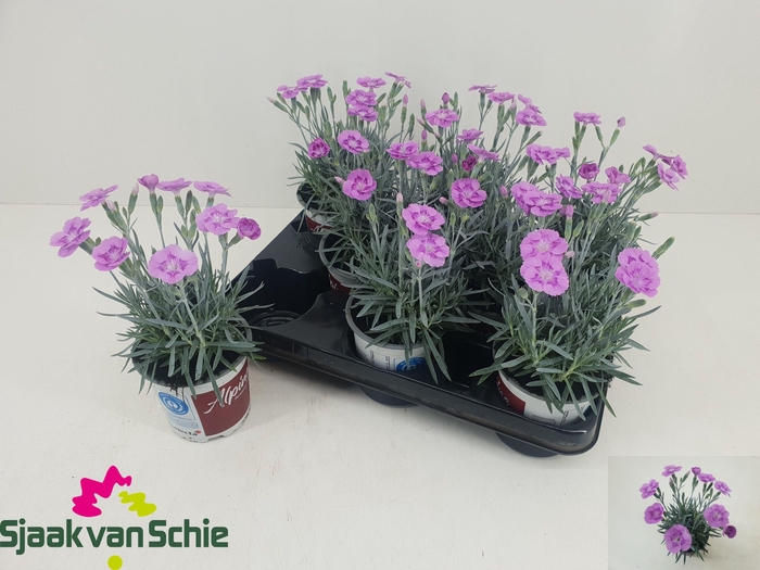 <h4>DIAN AZTEC STAR</h4>