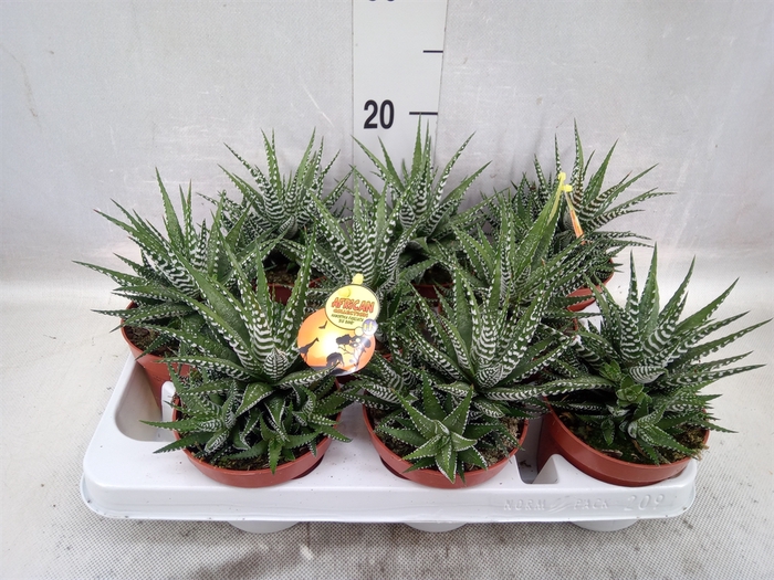 Haworthia fasciala 'Big Band'