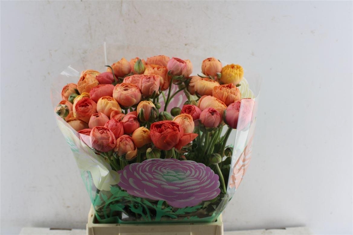 <h4>Ran El Salmon</h4>