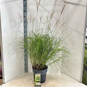 Miscanthus sin. 'Kleine Silberspinne'