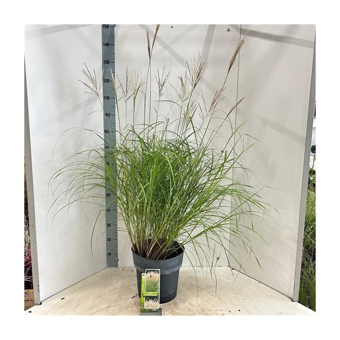 <h4>Miscanthus sin. 'Kleine Silberspinne'</h4>