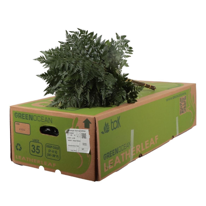 <h4>Lederv. Large</h4>