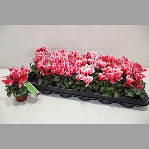 Cycl Kl Smartiz Fant