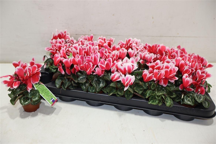 <h4>Cycl Kl Smartiz Fant</h4>