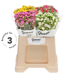 Kalanchoe mix in bucket
