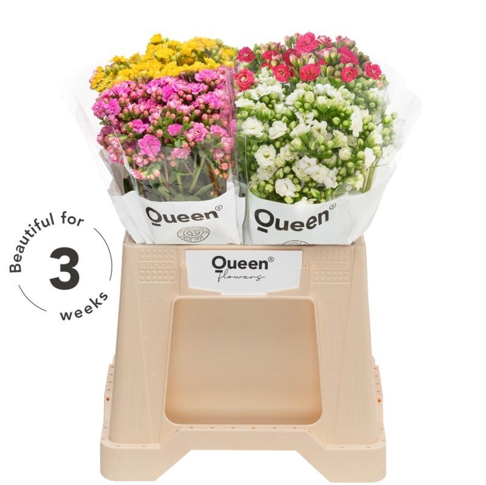 <h4>Kalanchoe mix in bucket</h4>