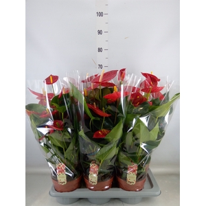Anthurium andr. 'Tremendo'
