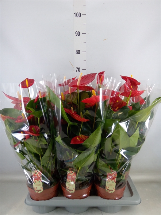 <h4>Anthurium andr. 'Tremendo'</h4>