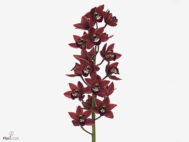 Cymbidium Georgina