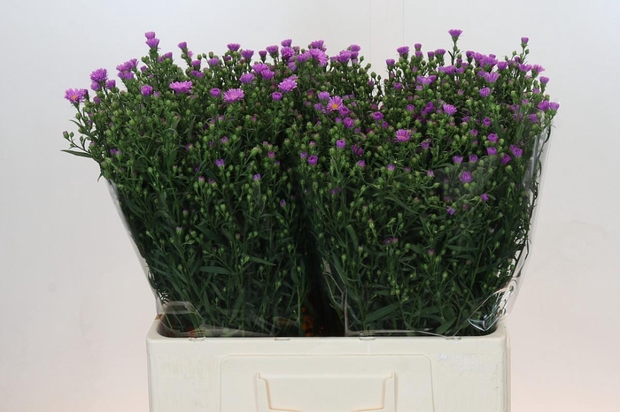 <h4>Aster Casarosa</h4>