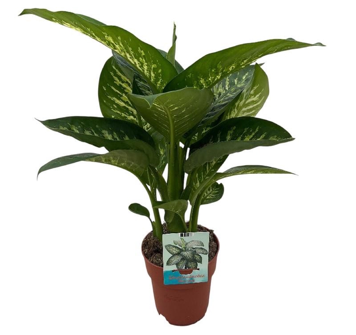 <h4>Dieffenbachia Se Tropic Snow</h4>