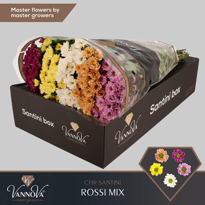 <h4>Chrysanthemum SA 'Rossi'   ...mix</h4>