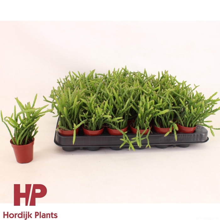 <h4>Selenicereus wercklei 5,5cm</h4>