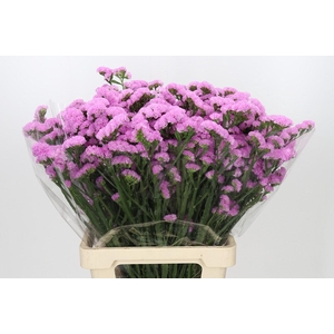 Limonium Sinuatum Pink Rosa