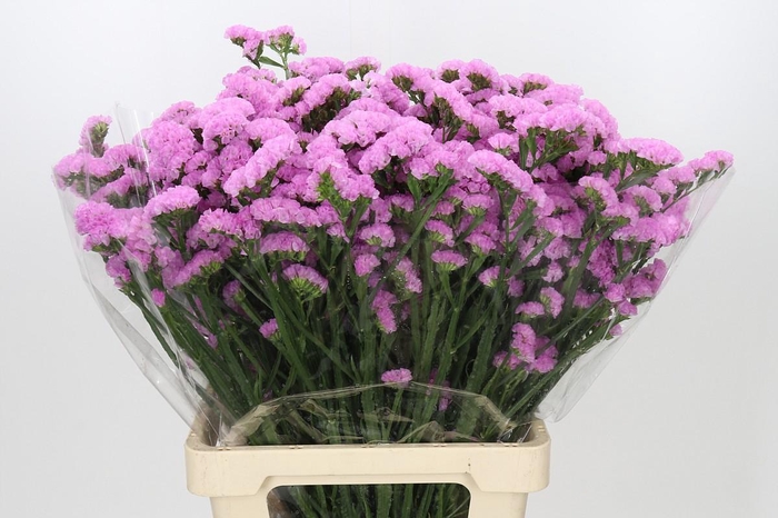 <h4>Limonium Sinuatum Pink Rosa</h4>
