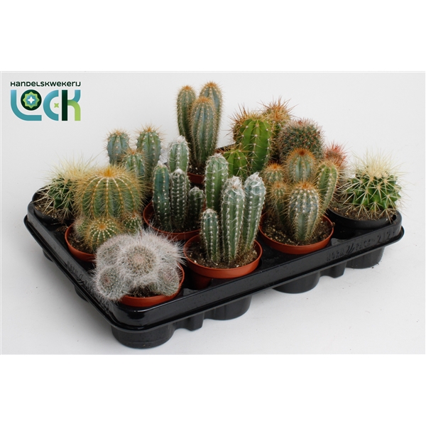 <h4>cactus mix 8.5 cm</h4>