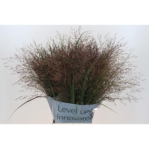 Panicum Virgatum Warrior