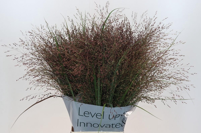 <h4>Panicum Virgatum Warrior</h4>