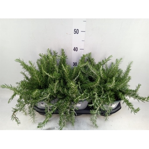 Rosmarinus offi. 'Prostratus'