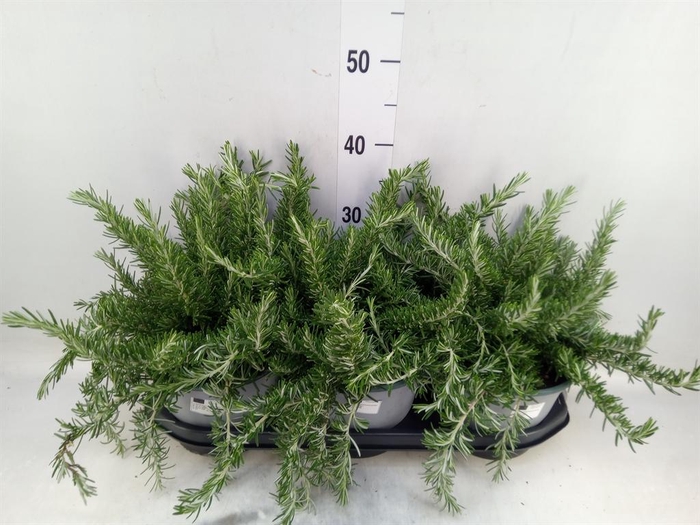 Rosmarinus offi. 'Prostratus'