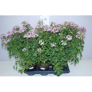 Cleome Paars