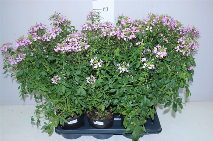 <h4>Cleome Paars</h4>