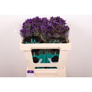 Campanula Benova Blue Marginpar