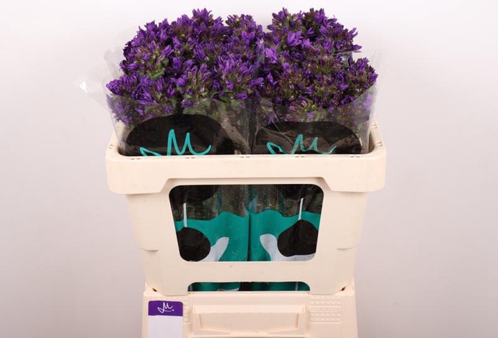 <h4>Campanula Benova Blue Marginpar</h4>
