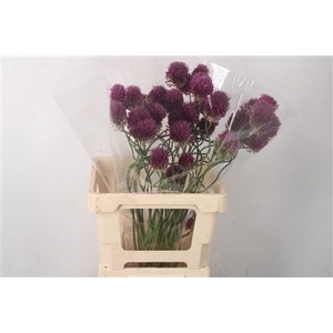 Allium Dancing Tancho