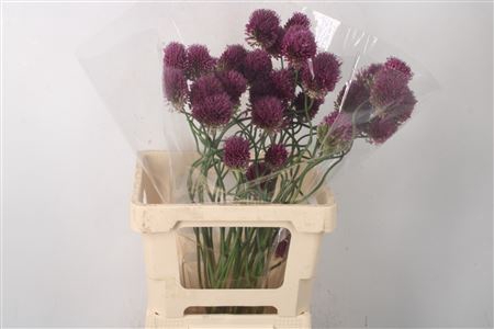 <h4>Allium Dancing Tancho</h4>