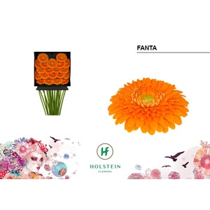 GE MB Gerponi Fanta diamond x60