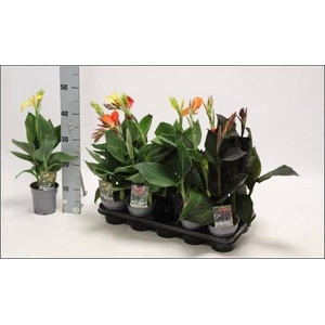 CANNA CANNOVA GEM