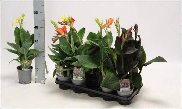 <h4>CANNA CANNOVA GEM</h4>