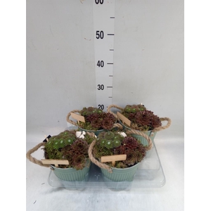 Arr.  Sempervivum L%