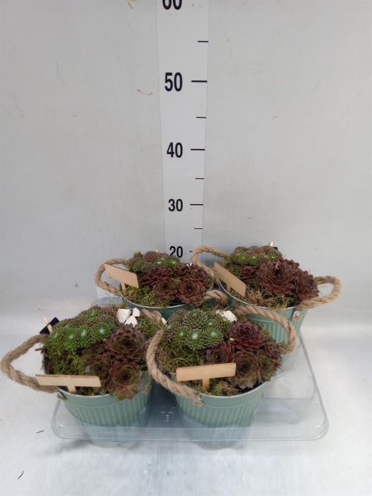 <h4>Arr. Sempervivum L%</h4>