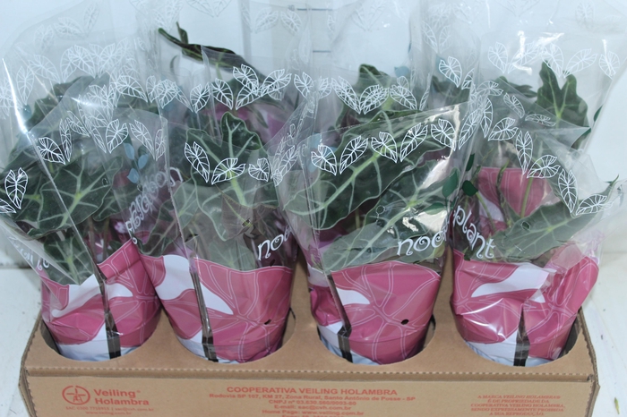 <h4>ALOCASIA POLLY P12</h4>