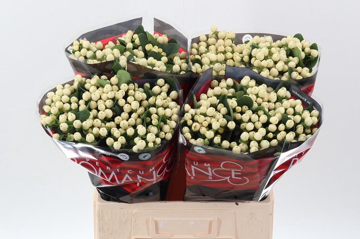 <h4>Hyp Cool Rom 60cm</h4>