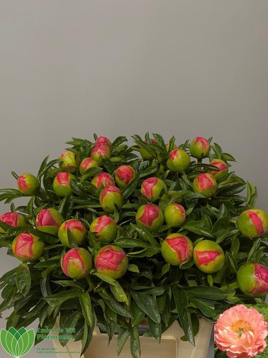 <h4>PAEO CORAL SUNSET</h4>
