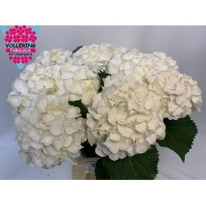 <h4>HYDR M CH WHI VERENA</h4>