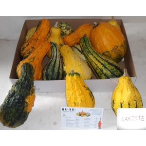 CUCURBITA MAYA MIX