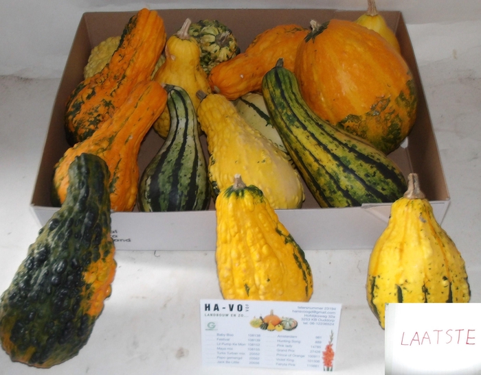 <h4>CUCURBITA MAYA MIX</h4>