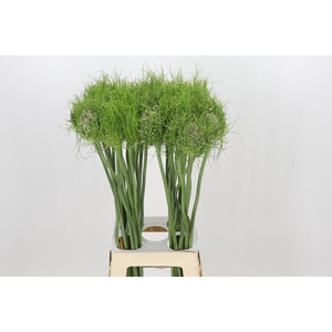 Allium Catweazle
