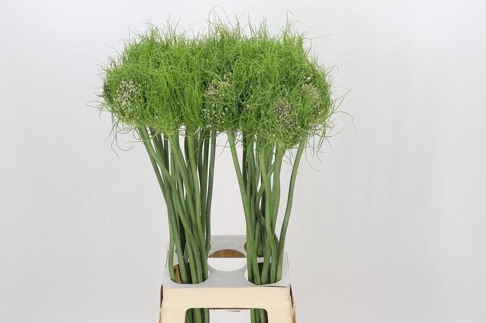 <h4>Allium Catweazle</h4>